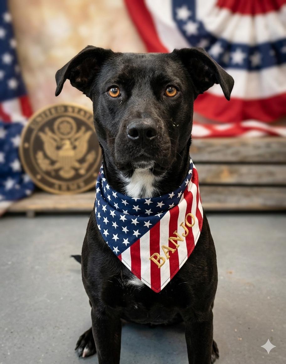 Enlarge Banjo, a ADOPTABLE mixed breed in Willington, CT image 2/6