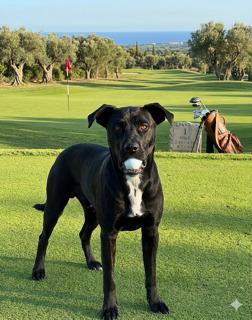 Enlarge Banjo, a ADOPTABLE mixed breed in Willington, CT image 6/6