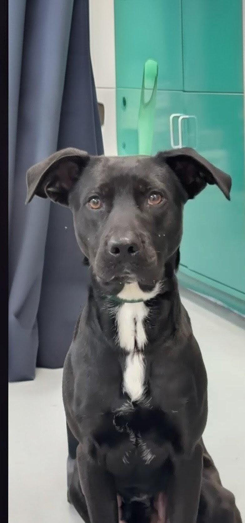 Enlarge Banjo, a ADOPTABLE mixed breed in Willington, CT image 5/6