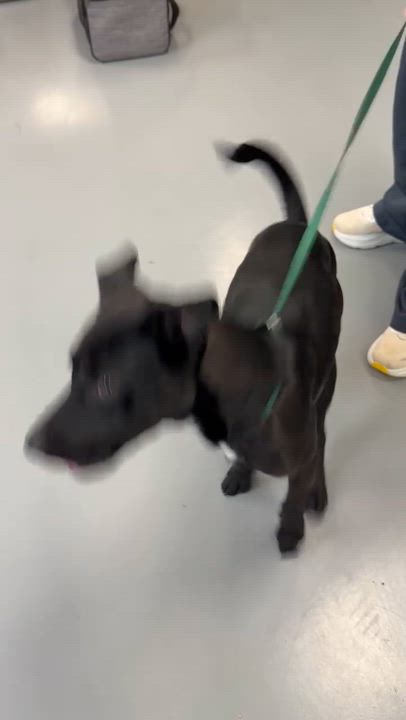 Enlarge Banjo, a ADOPTABLE mixed breed in Willington, CT video 4/6