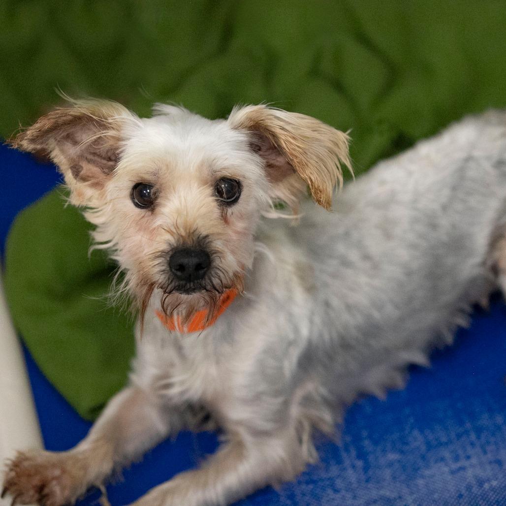 Enlarge Wilma (S26-17), a Adoptable Yorkshire Terrier in Peyton, CO image 1/6