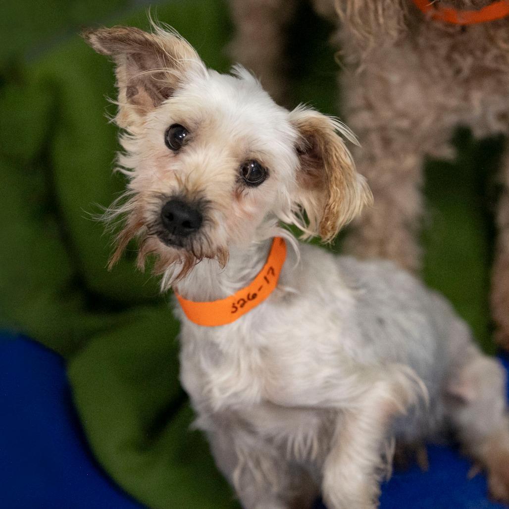 Enlarge Wilma (S26-17), a Adoptable Yorkshire Terrier in Peyton, CO image 2/6