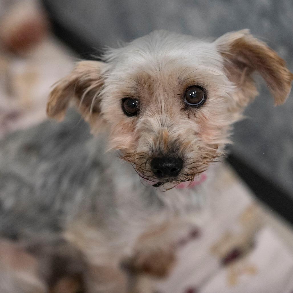 Enlarge Wilma (S26-17), a Adoptable Yorkshire Terrier in Peyton, CO image 3/6
