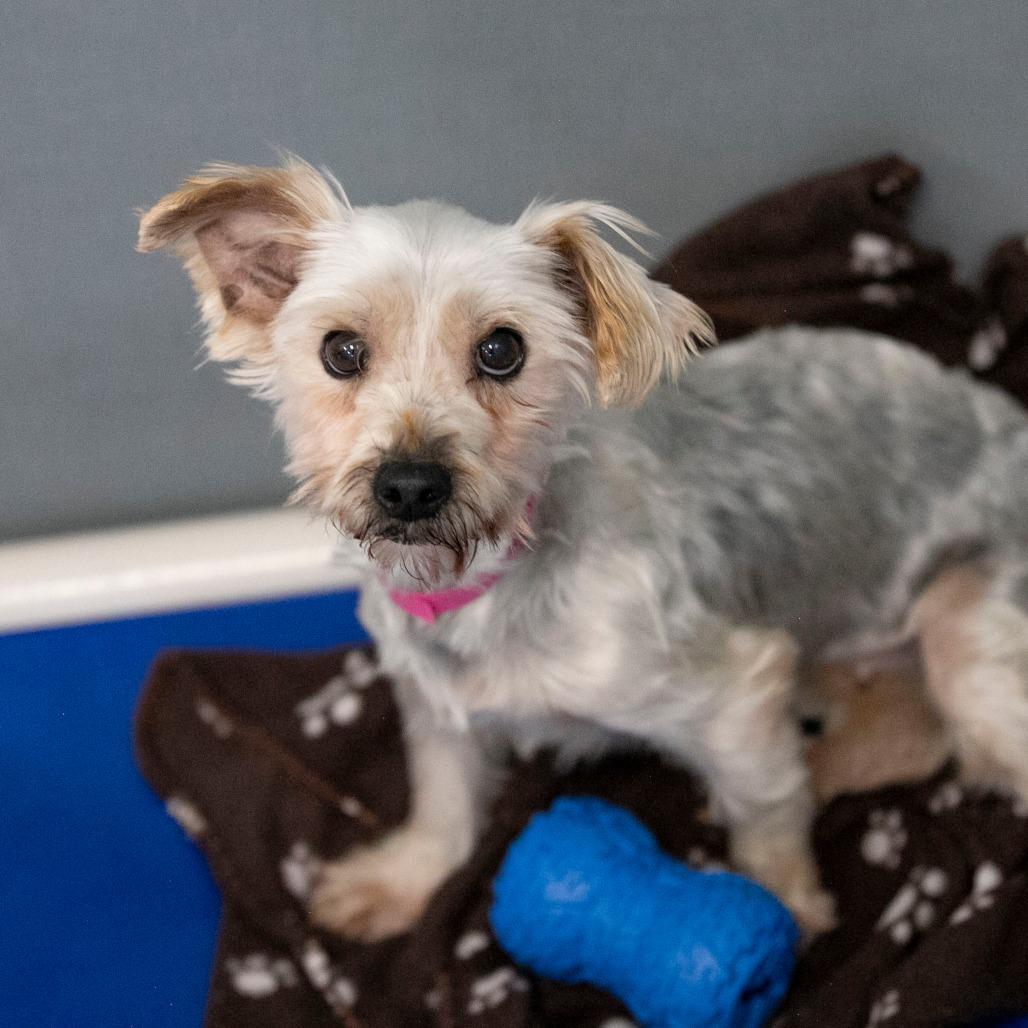 Enlarge Wilma (S26-17), a Adoptable Yorkshire Terrier in Peyton, CO image 4/6