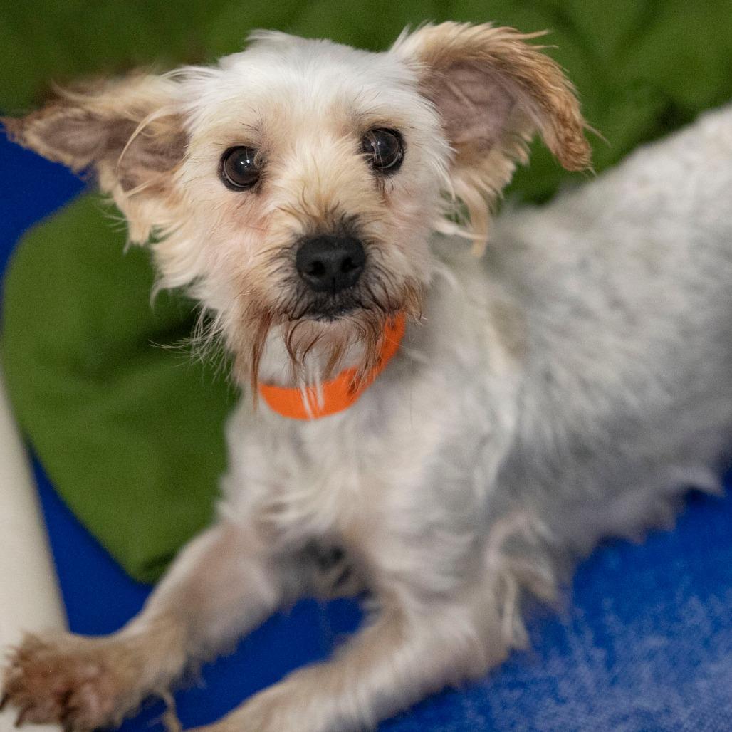 Enlarge Wilma (S26-17), a Adoptable Yorkshire Terrier in Peyton, CO image 5/6
