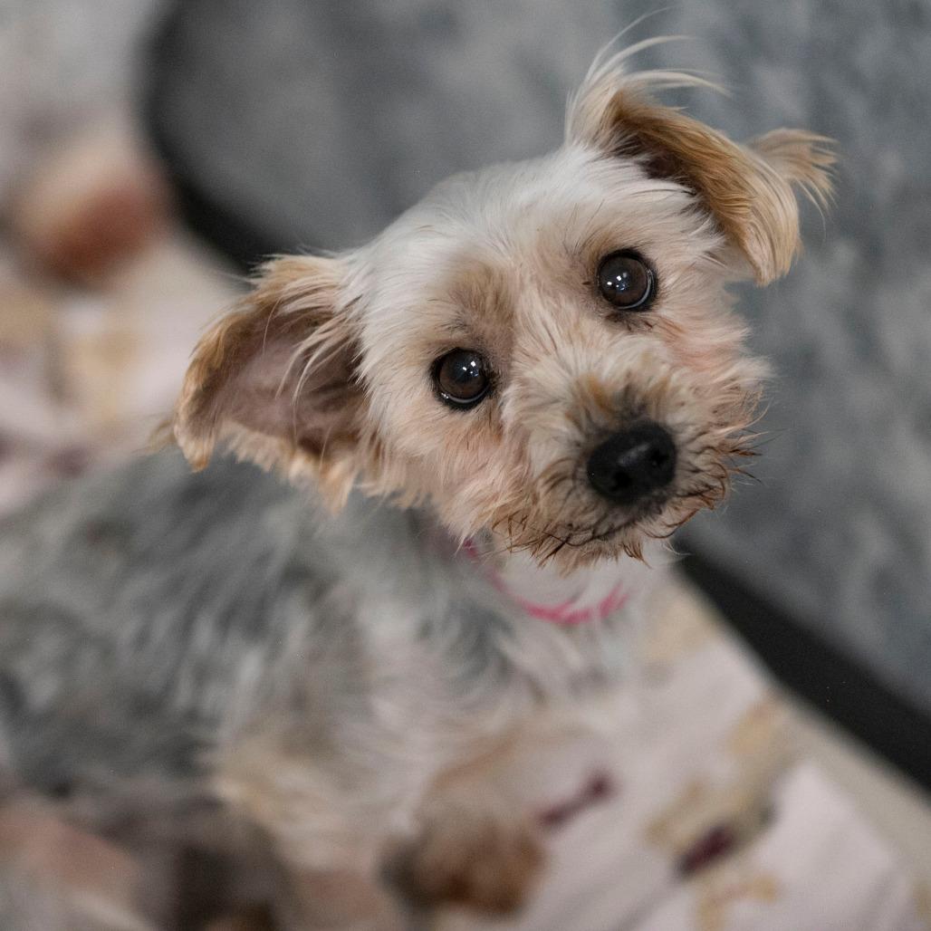 Enlarge Wilma (S26-17), a Adoptable Yorkshire Terrier in Peyton, CO image 6/6