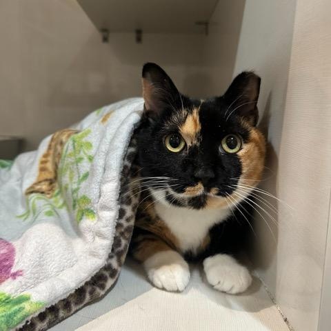 Enlarge Mila, an adopted Domestic Short Hair in East Brunswick, NJ image 2/5