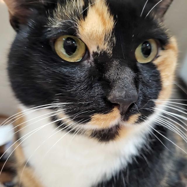 Enlarge Mila, an adopted Domestic Short Hair in East Brunswick, NJ image 5/5