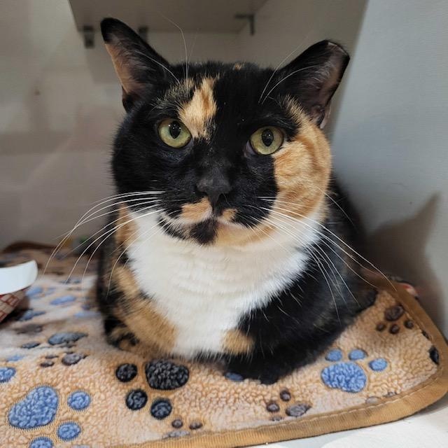 Enlarge Mila, an adopted Domestic Short Hair in East Brunswick, NJ image 4/5