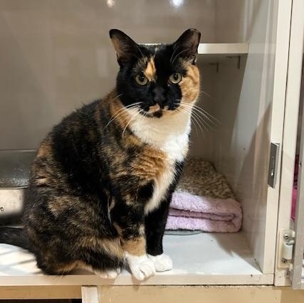 Enlarge Mila, an adopted Domestic Short Hair in East Brunswick, NJ image 3/5