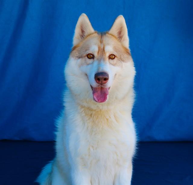 Enlarge FRITZ, a Adoptable Siberian Husky in Baldwin Park, CA image 1/1