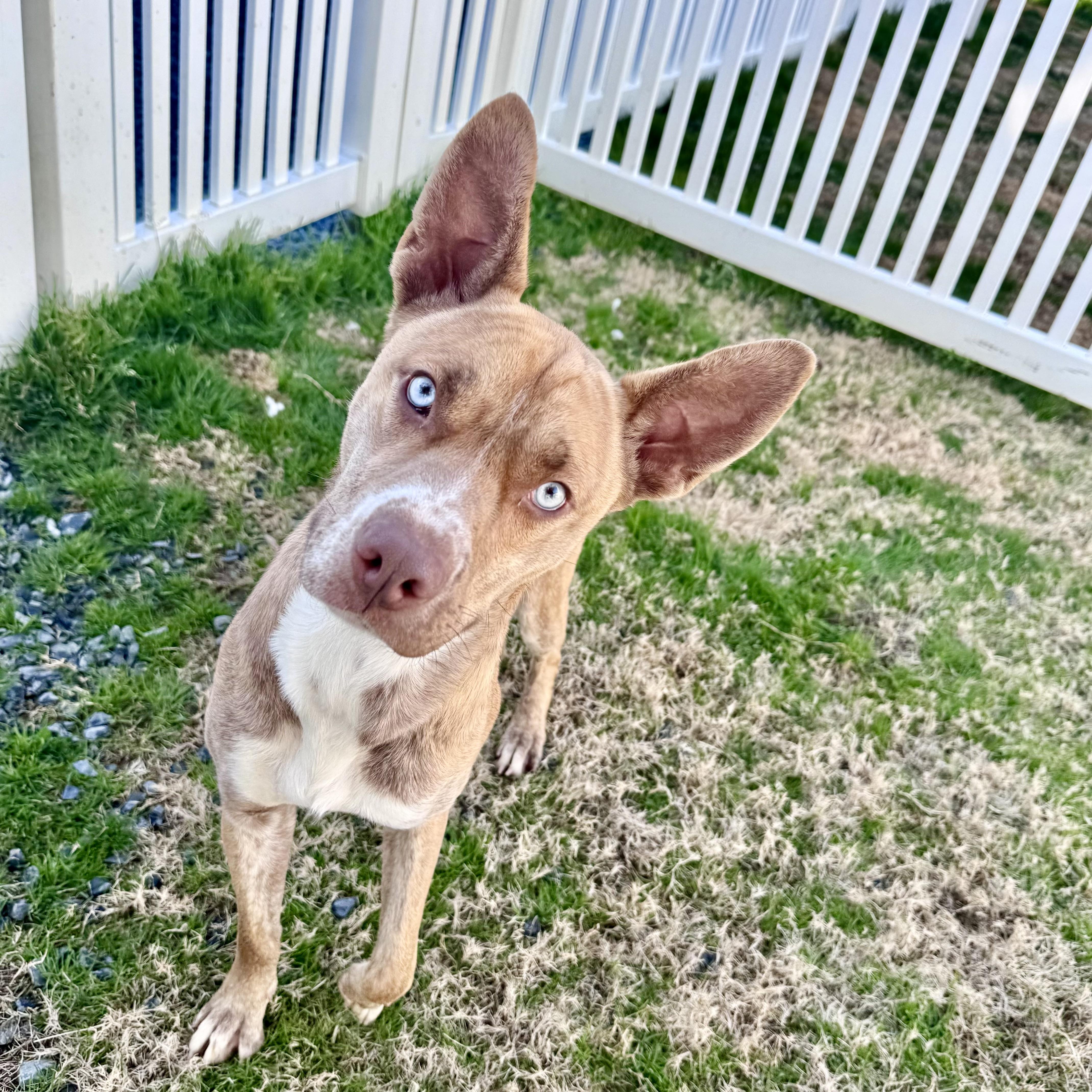 Pepsi, a Adoptable mixed breed in Paramus, NJ image 1/6
