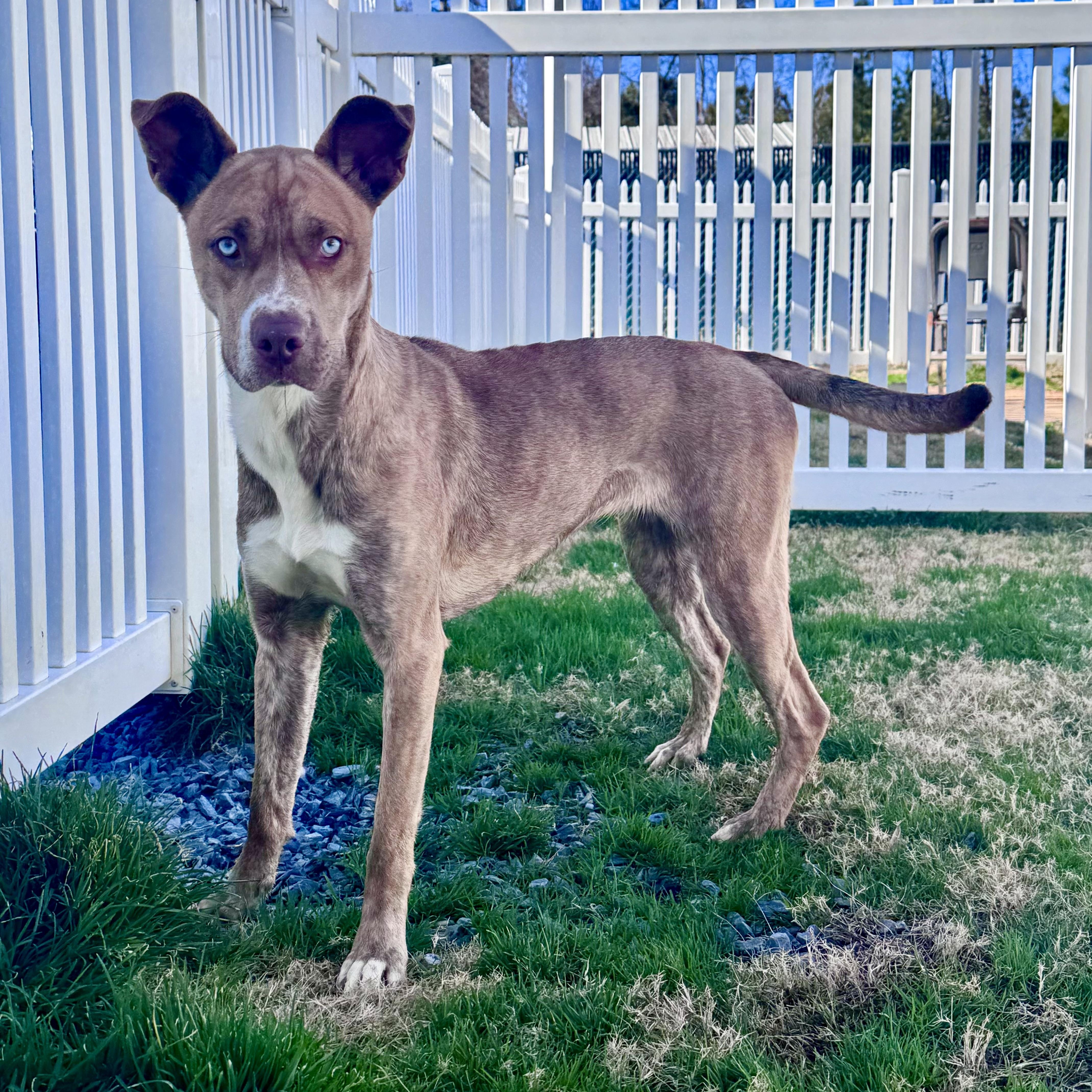 Pepsi, a Adoptable mixed breed in Paramus, NJ image 4/6