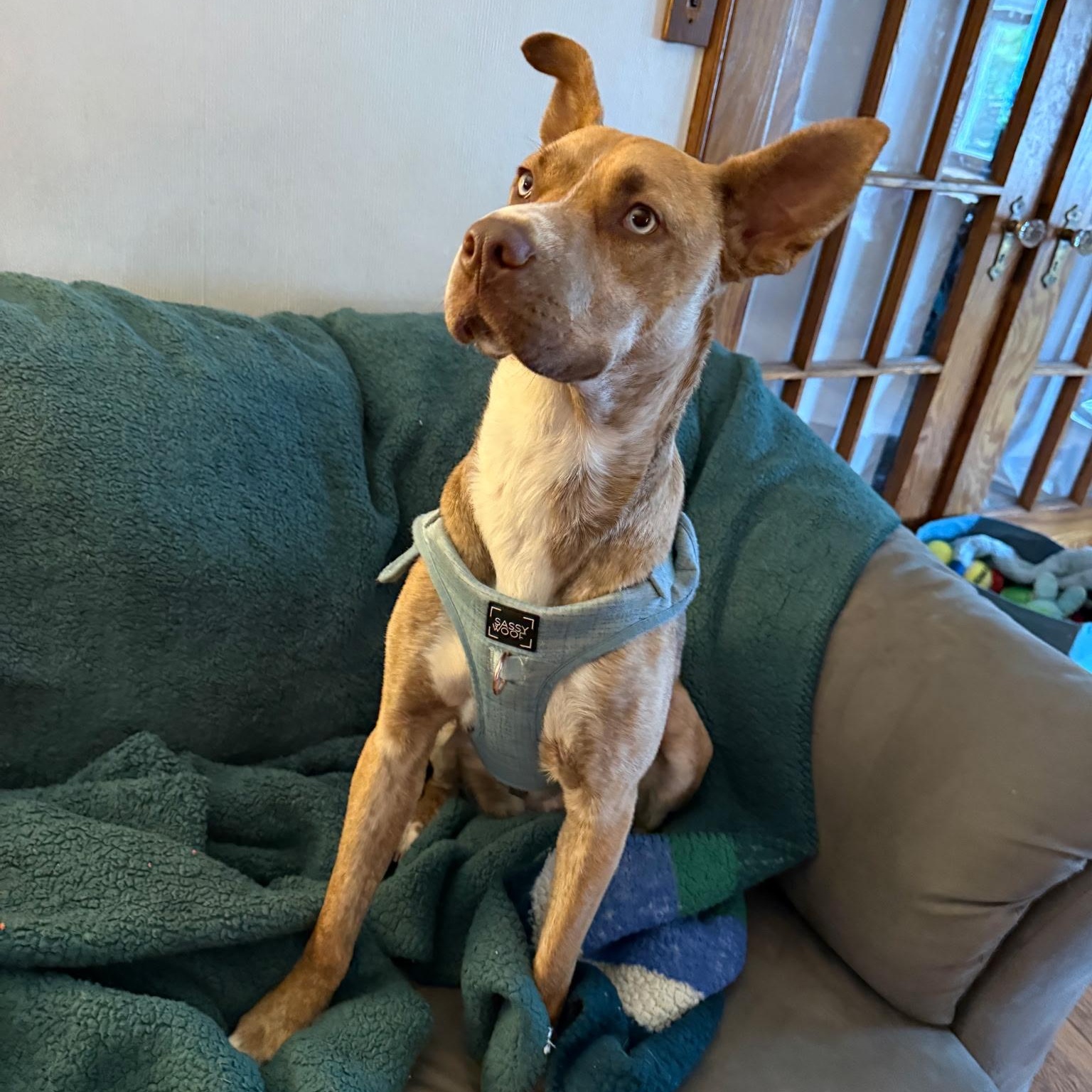 Enlarge Pepsi, a Adoptable mixed breed in Paramus, NJ image 6/6