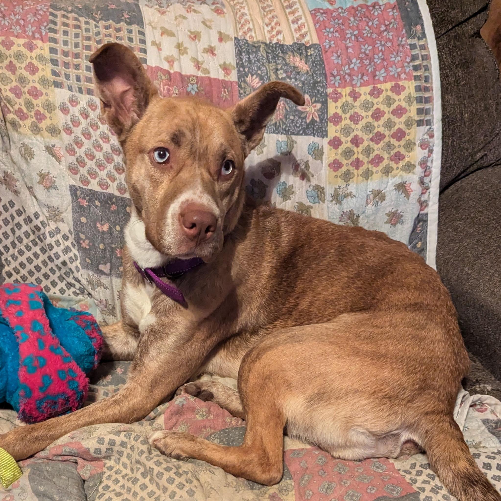 Enlarge Pepsi, a Adoptable mixed breed in Paramus, NJ image 1/6