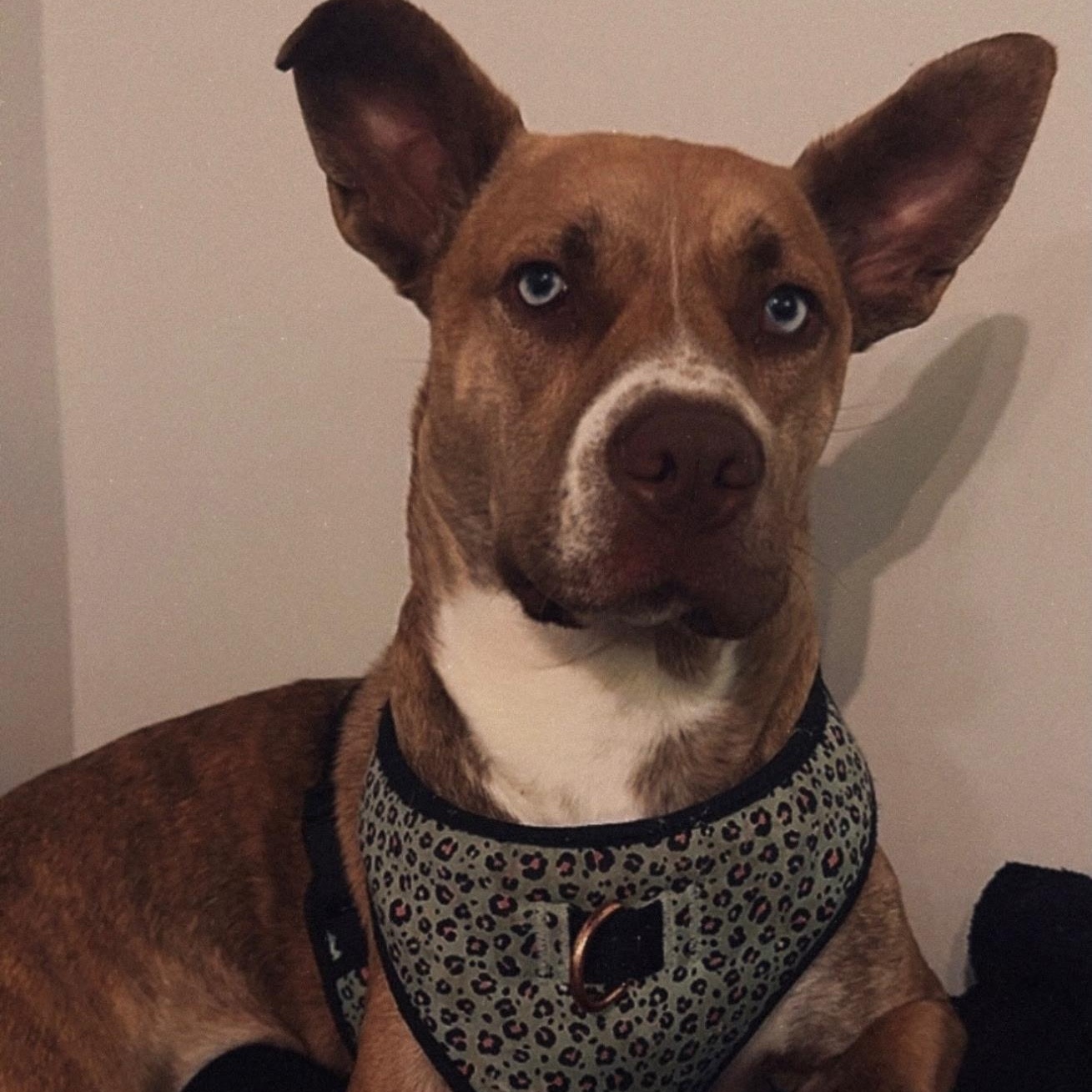 Enlarge Pepsi, a Adoptable mixed breed in Paramus, NJ image 5/6
