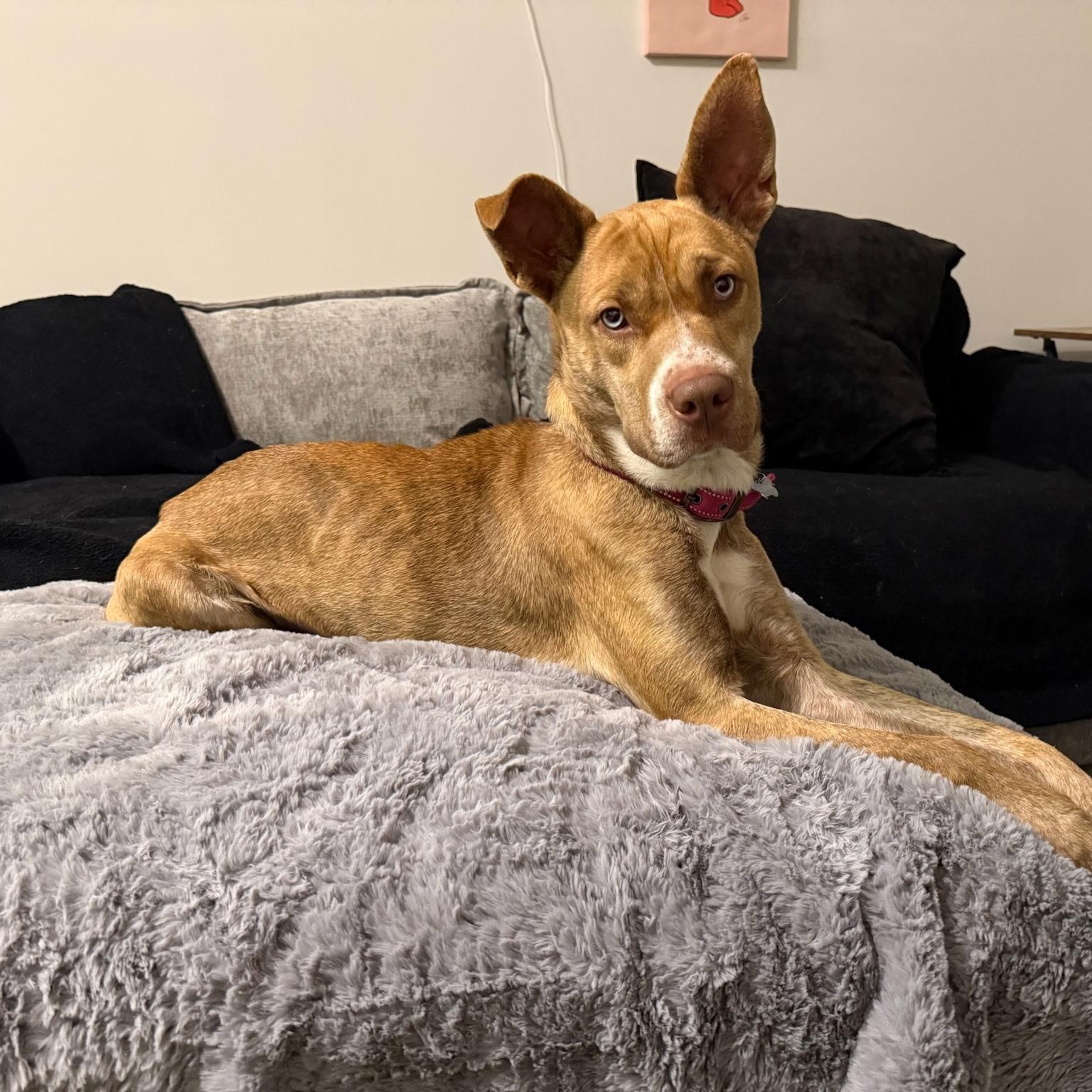 Enlarge Pepsi, a Adoptable mixed breed in Paramus, NJ image 3/6