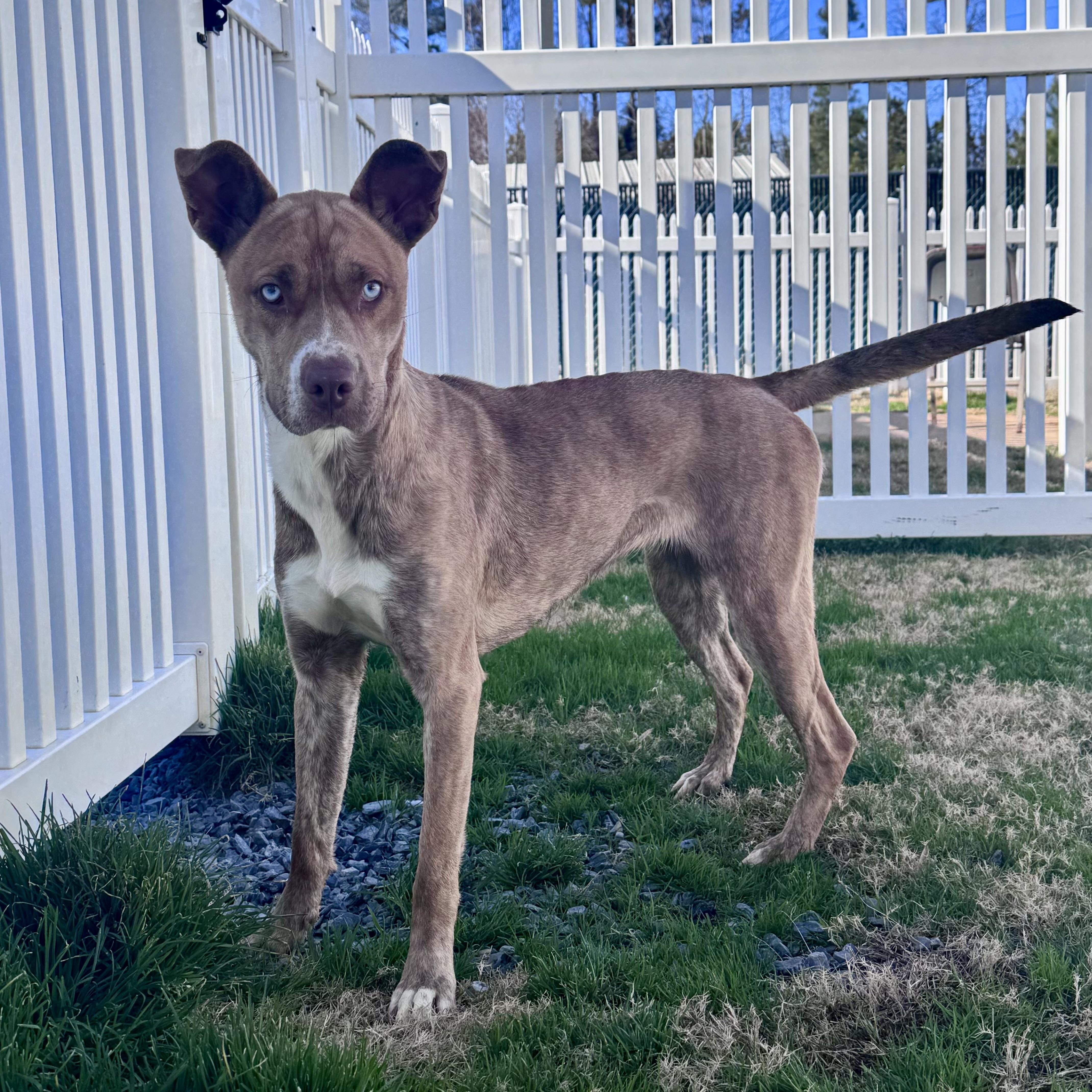 Pepsi, a Adoptable mixed breed in Paramus, NJ image 5/6