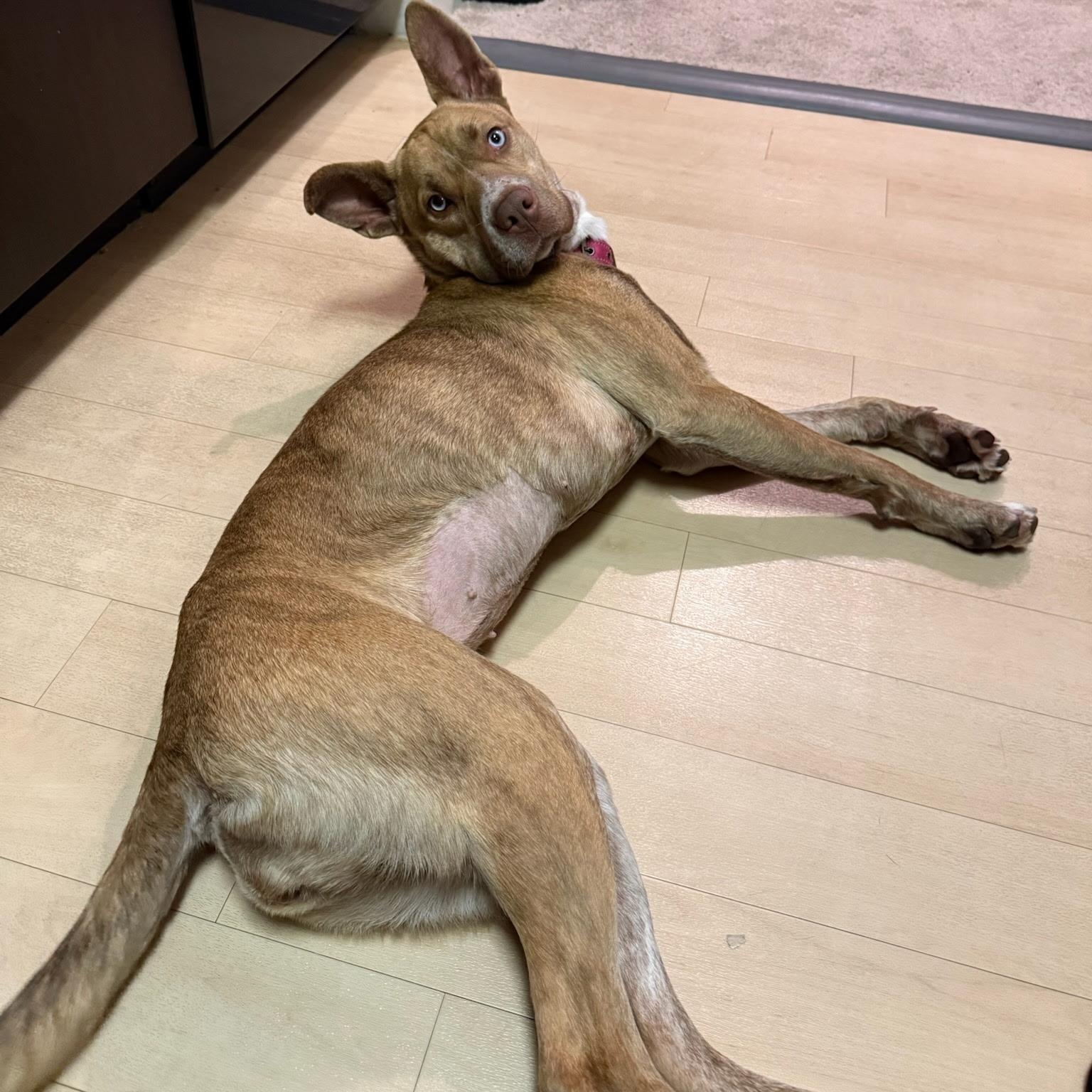 Enlarge Pepsi, a Adoptable mixed breed in Paramus, NJ image 5/6