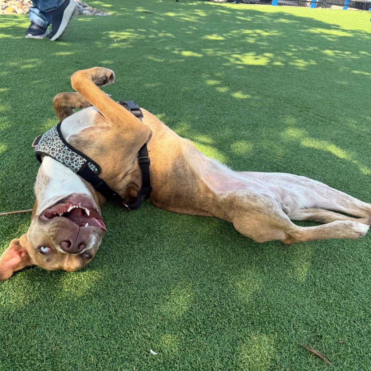 Enlarge Pepsi, a Adoptable mixed breed in Paramus, NJ image 3/6