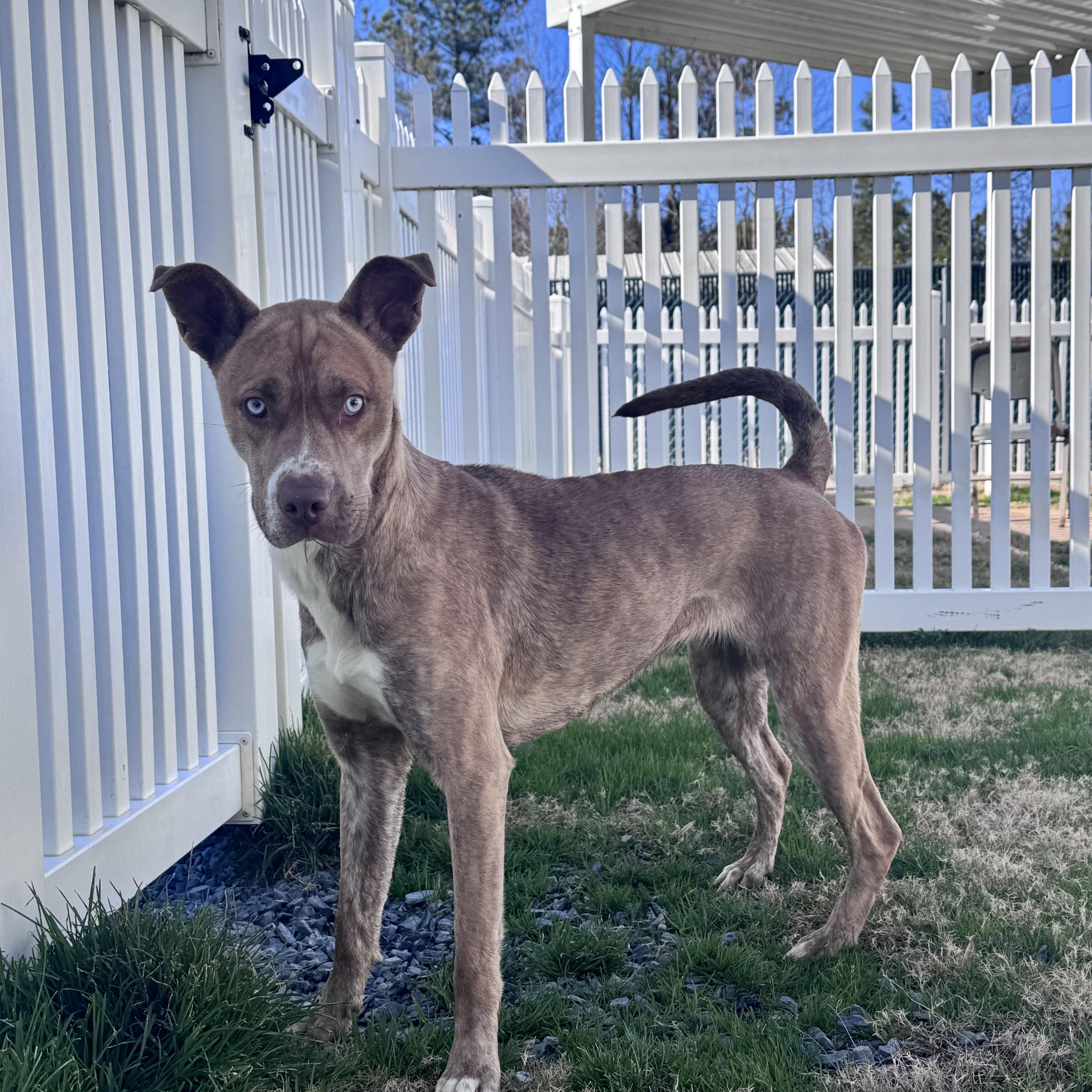 Pepsi, a Adoptable mixed breed in Paramus, NJ image 2/6