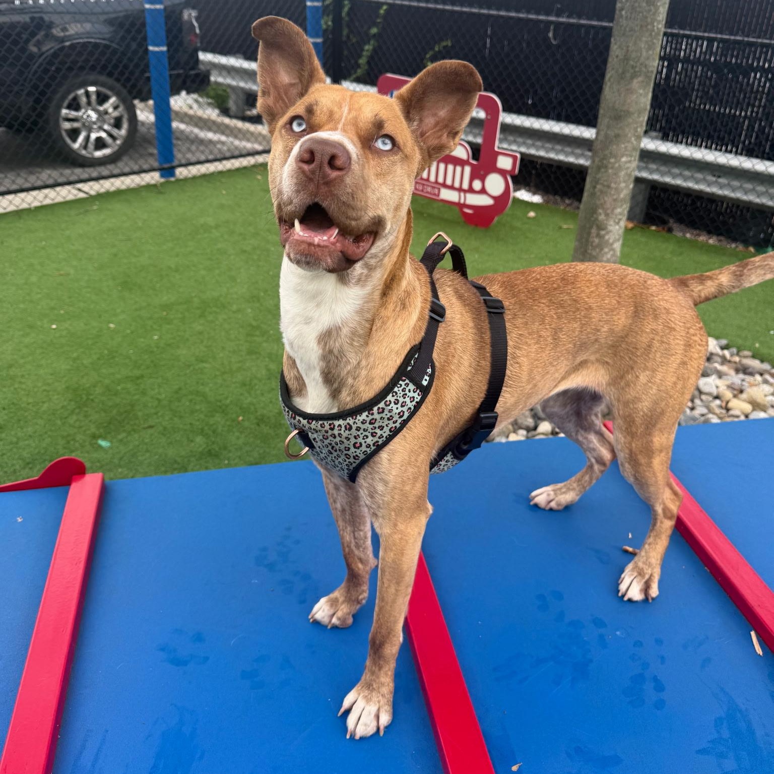 Pepsi, Adoptable, Adult Female Husky & Hound.