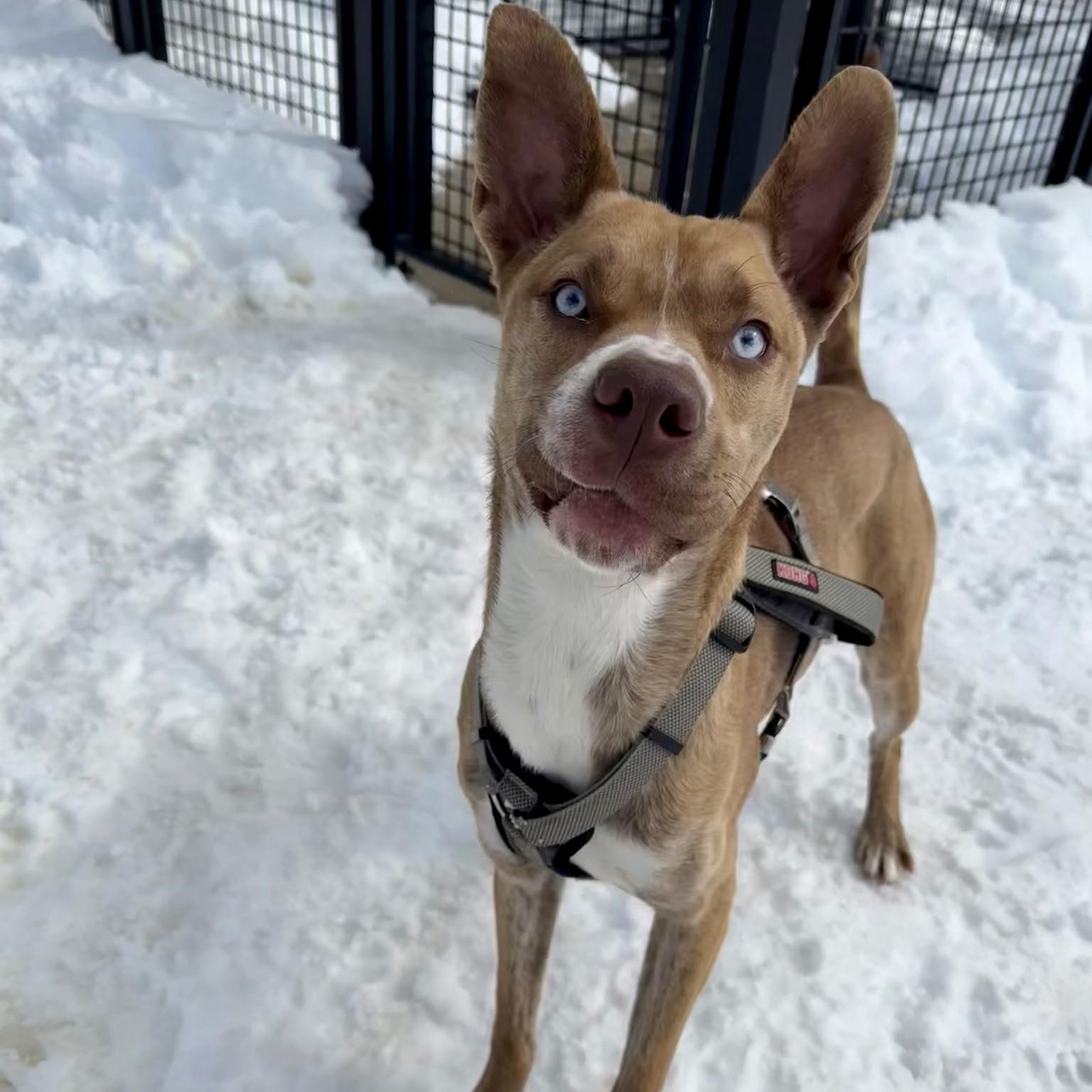 Pepsi, Adoptable, Adult Female Husky & Pit Bull Terrier.