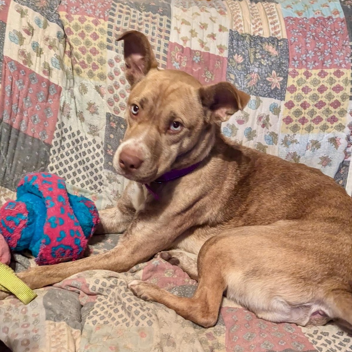 Enlarge Pepsi, a Adoptable mixed breed in Paramus, NJ image 6/6