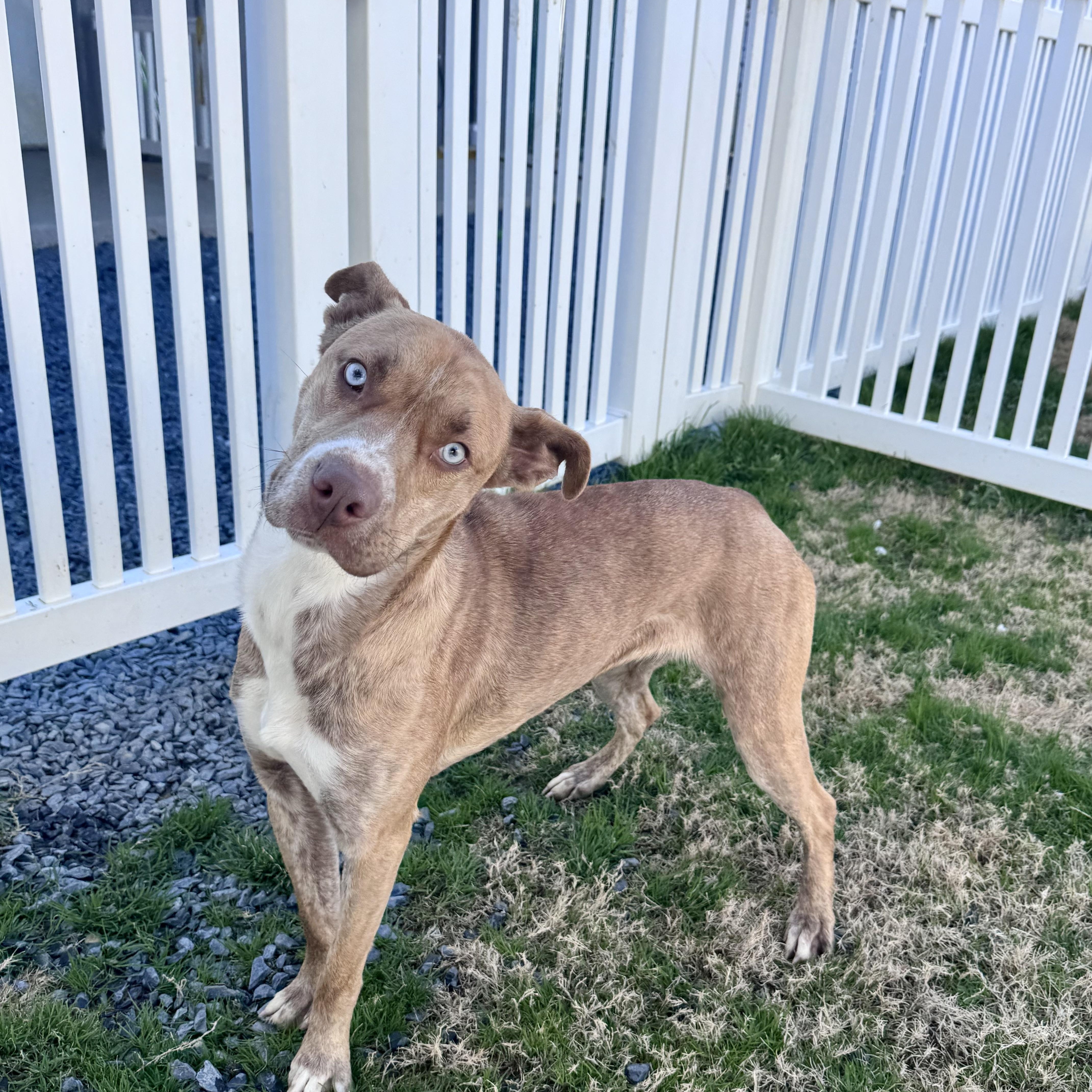 Pepsi, a Adoptable mixed breed in Paramus, NJ image 3/6