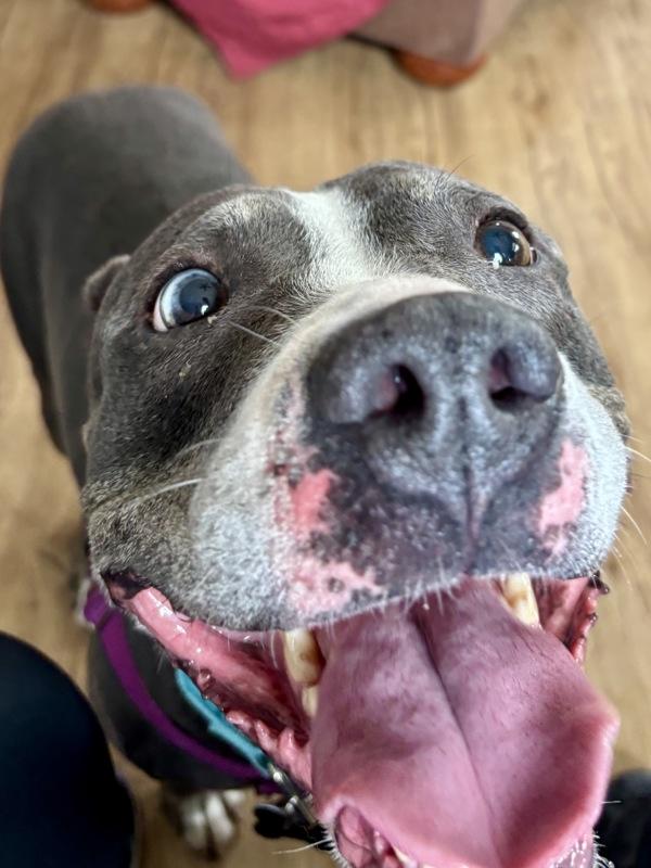Sweet Pea, Adoptable, Adult Female Mixed Breed & Pit Bull Terrier.