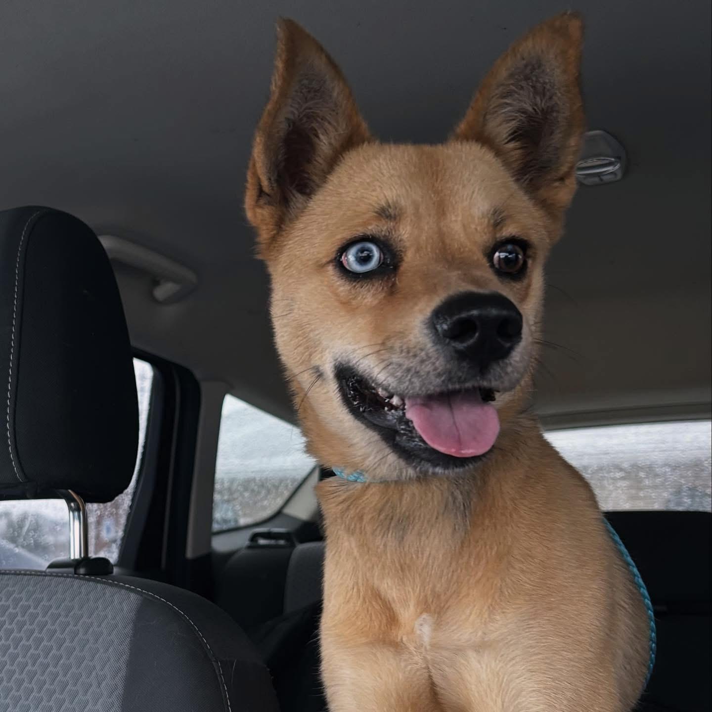 Vixey, ADOPTABLE, Puppy Female Mixed Breed.