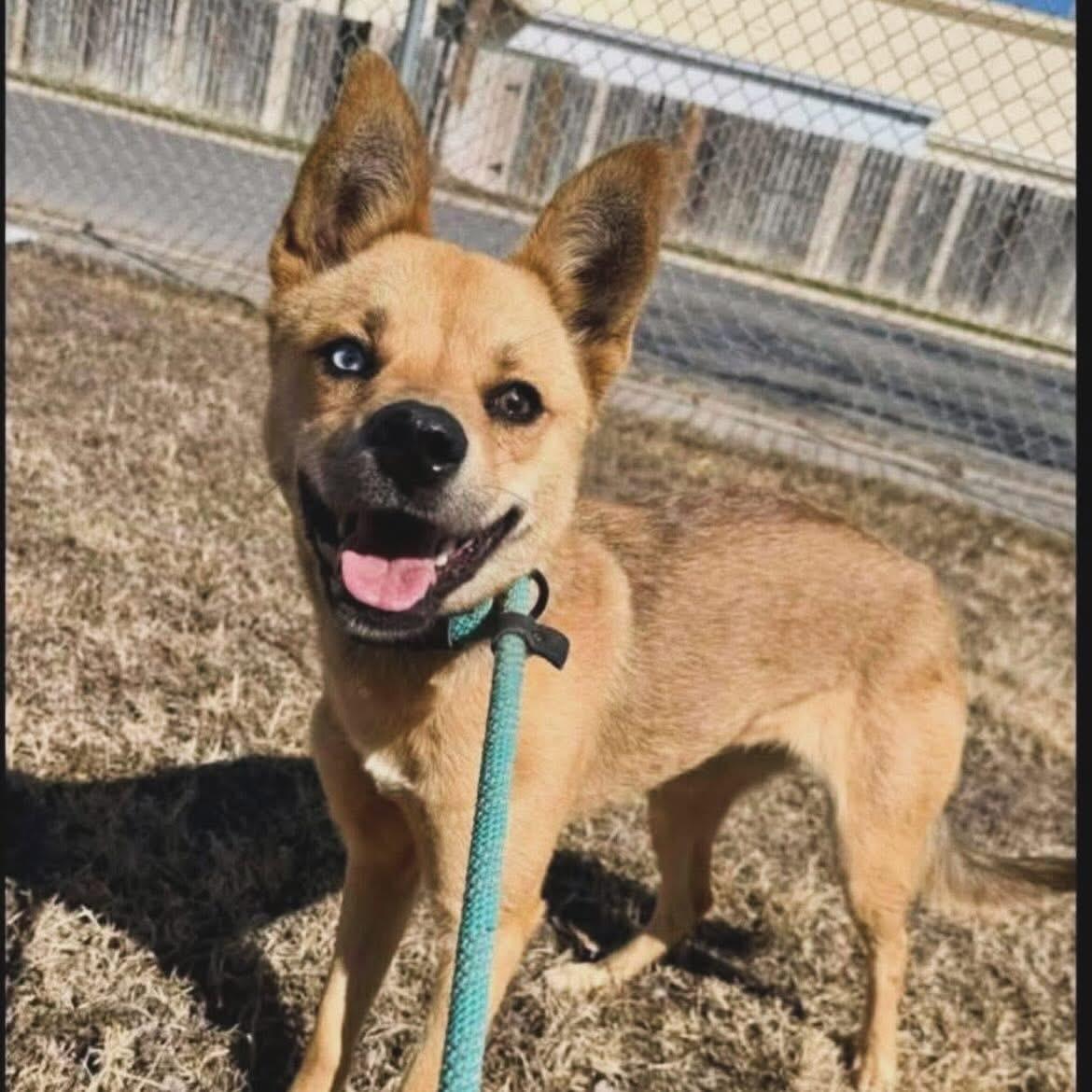 Enlarge Vixey, a ADOPTABLE mixed breed in West Falls, NY image 2/2