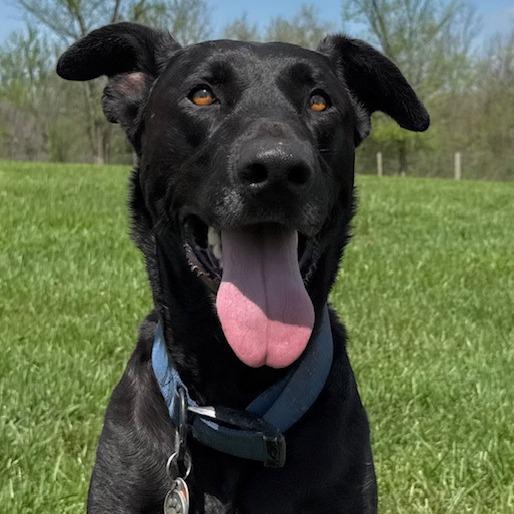 Enlarge Better Than Burt Reynolds, a Adoptable mixed breed in Kansas City, MO image 1/6