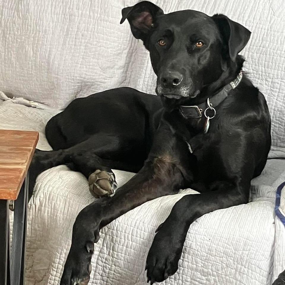 Enlarge Better Than Burt Reynolds, a Adoptable mixed breed in Kansas City, MO image 1/6