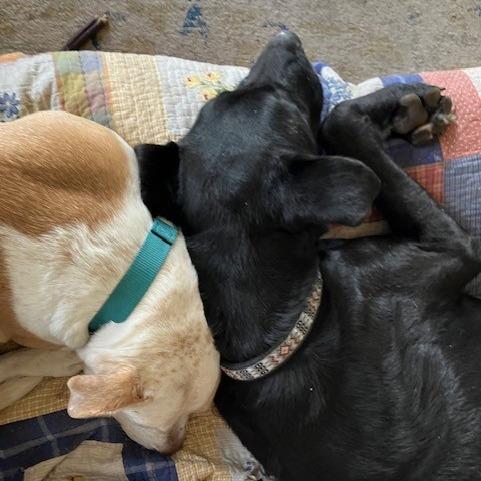 Enlarge Better Than Burt Reynolds, a Adoptable mixed breed in Kansas City, MO image 2/6