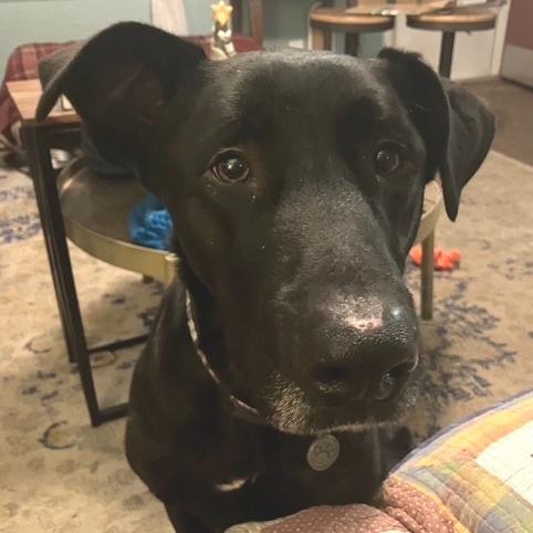 Enlarge Better Than Burt Reynolds, a Adoptable mixed breed in Kansas City, MO image 4/6