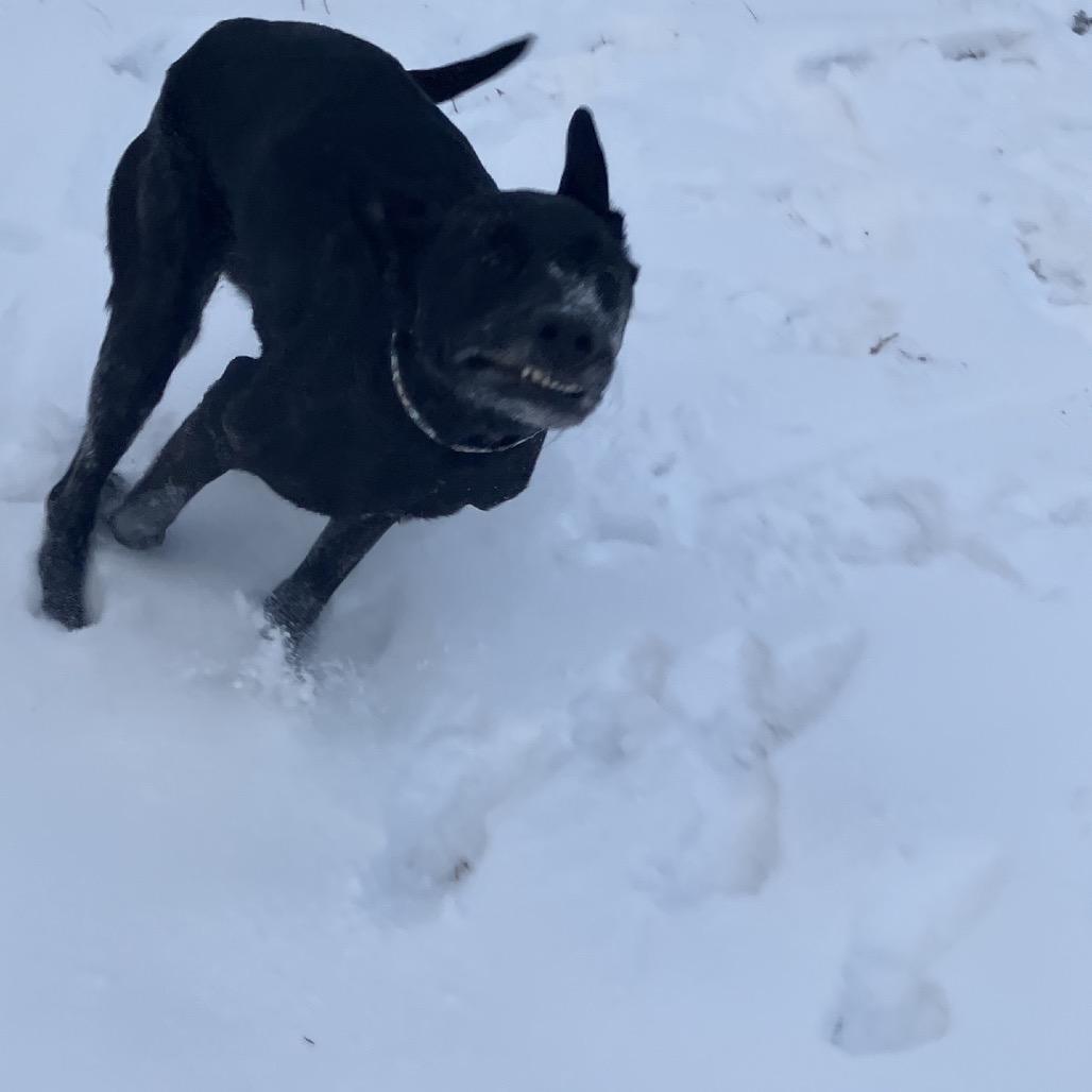 Enlarge Better Than Burt Reynolds, a Adoptable mixed breed in Kansas City, MO image 5/6