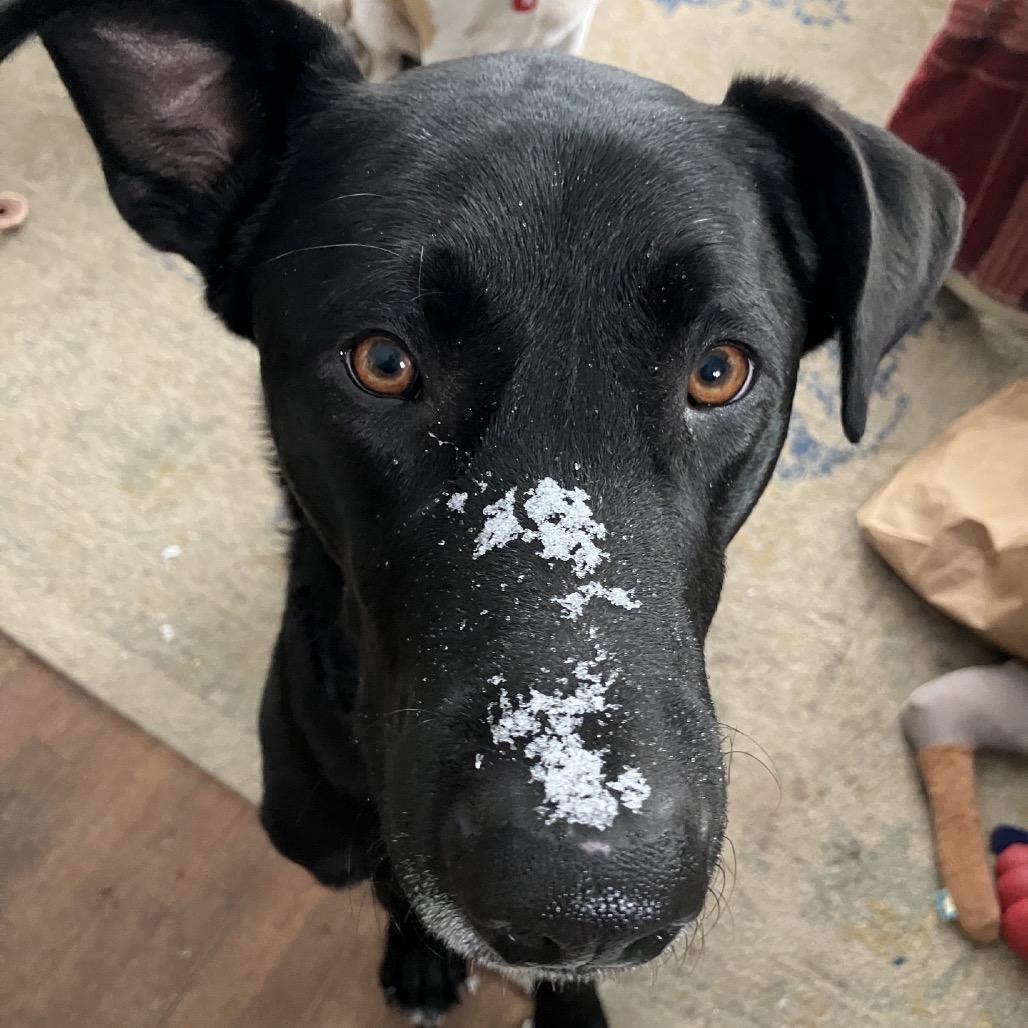 Enlarge Better Than Burt Reynolds, a Adoptable mixed breed in Kansas City, MO image 6/6