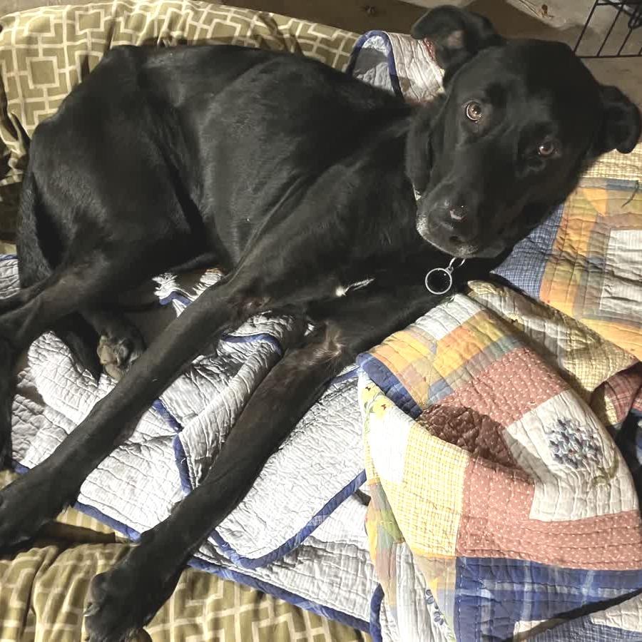 Enlarge Better Than Burt Reynolds, a Adoptable mixed breed in Kansas City, MO image 6/6