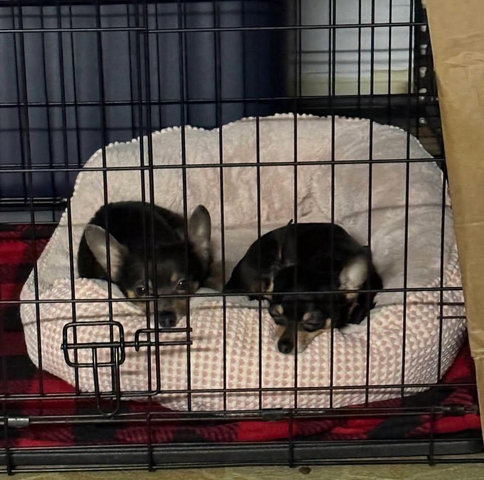 Enlarge Sonny & Sassy, a ADOPTABLE Chihuahua in Stormville, NY image 3/4