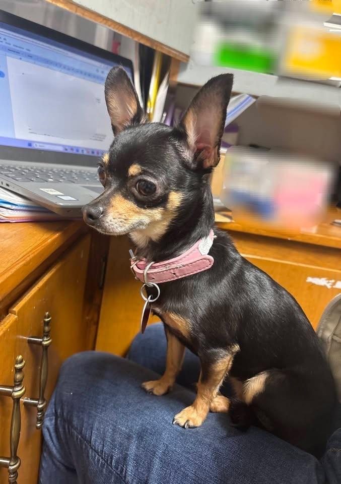 Enlarge Sonny & Sassy, a ADOPTABLE Chihuahua in Stormville, NY image 4/4