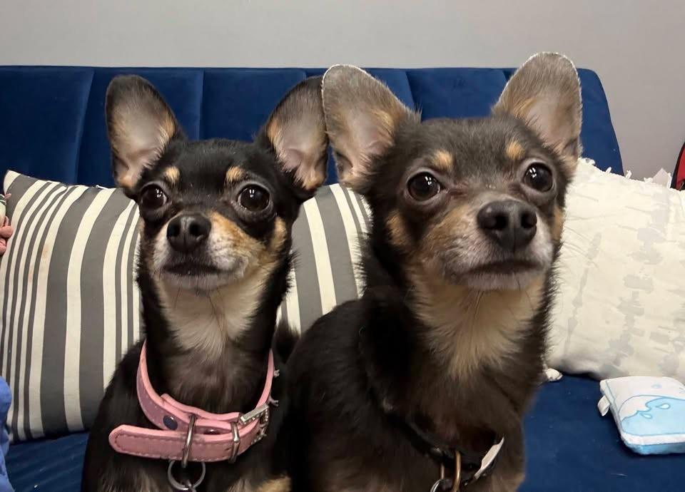 Sonny & Sassy, ADOPTABLE, Adult Male Chihuahua.