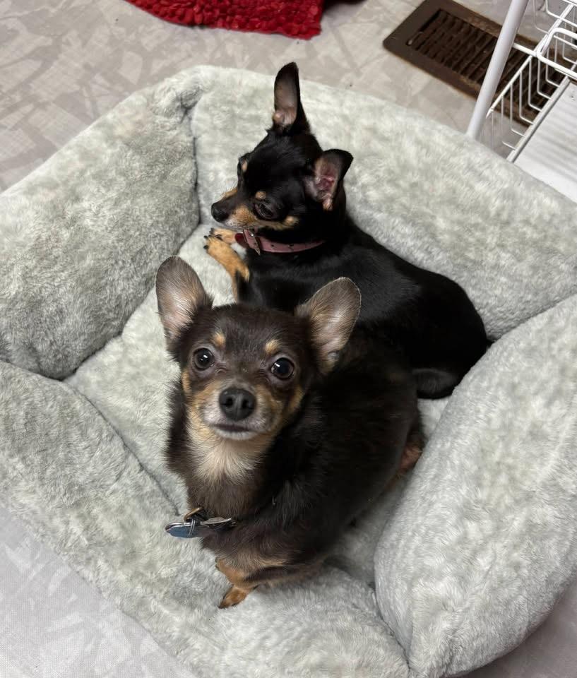 Enlarge Sonny & Sassy, a ADOPTABLE Chihuahua in Stormville, NY image 2/4