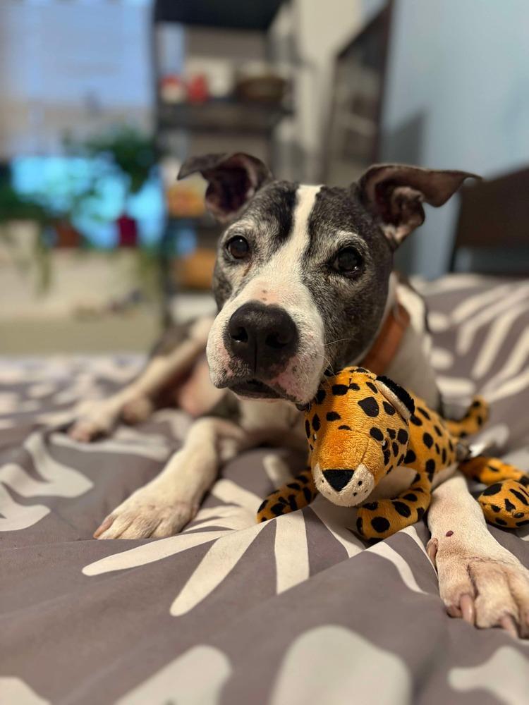 Enlarge Cinco, a Adoptable mixed breed in Long Island City, NY image 1/4