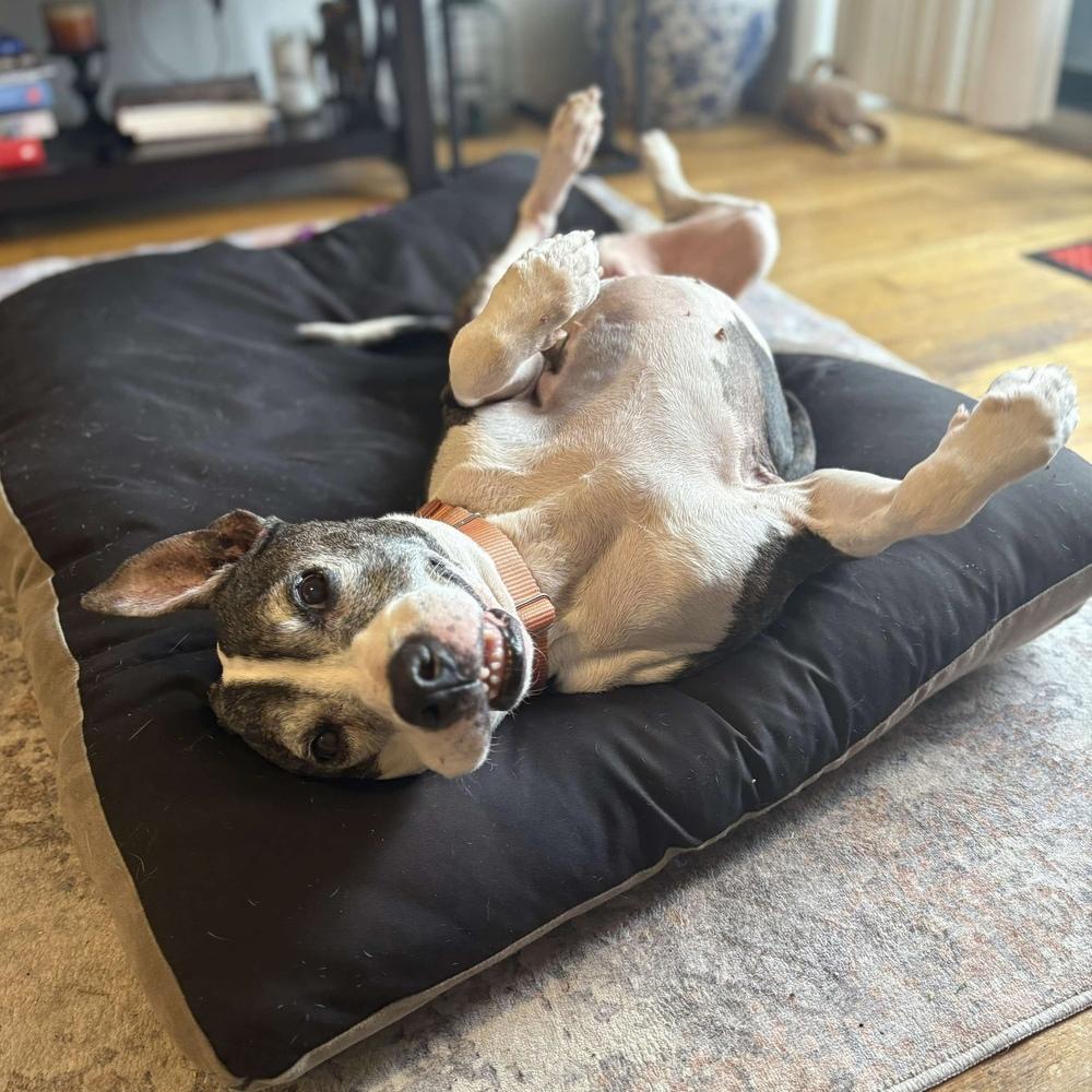 Enlarge Cinco, a Adoptable mixed breed in Long Island City, NY image 2/4