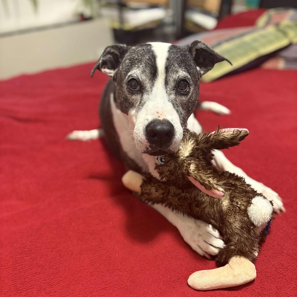 Enlarge Cinco, a Adoptable mixed breed in Long Island City, NY image 3/4