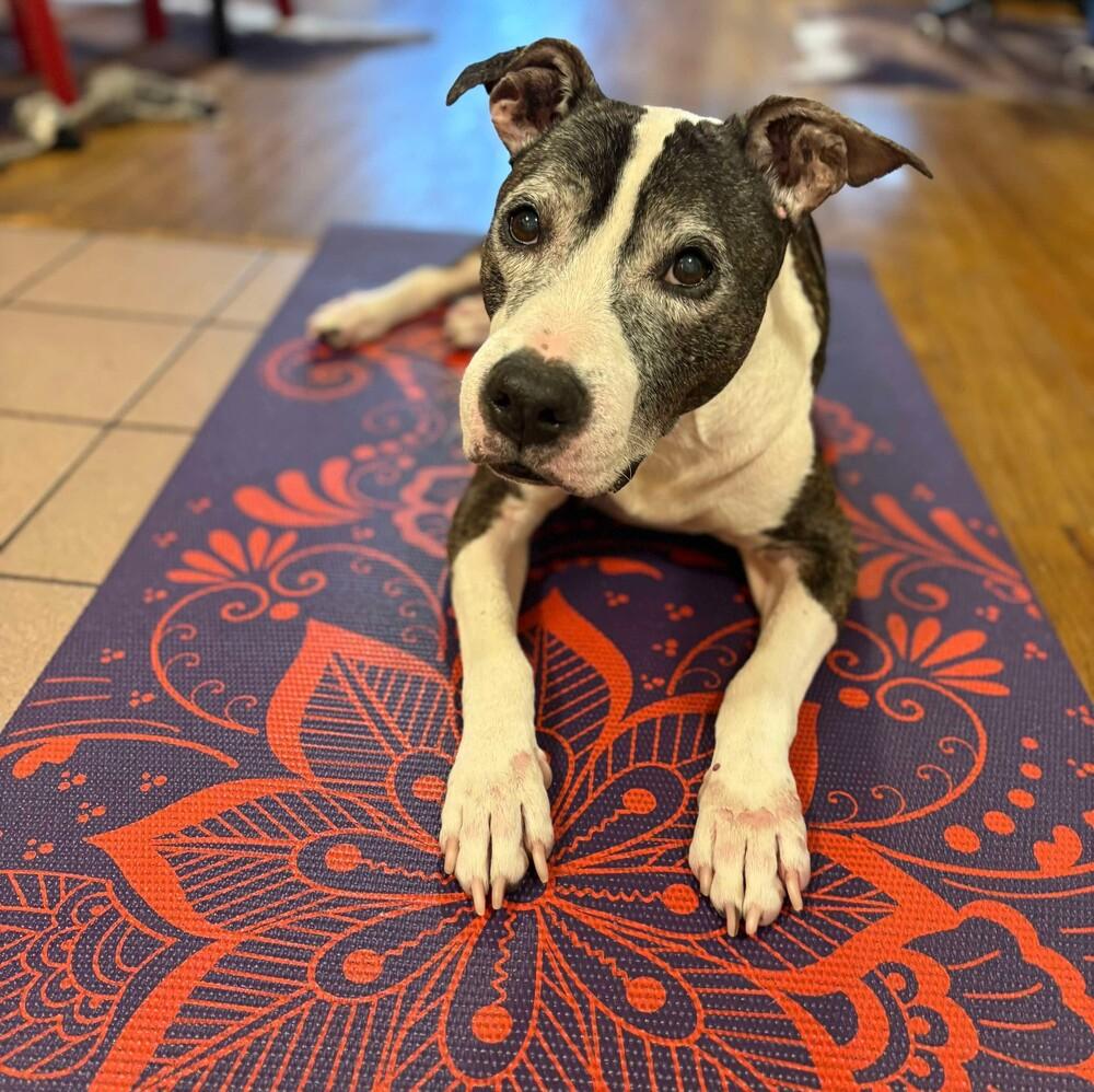 Enlarge Cinco, a Adoptable mixed breed in Long Island City, NY image 4/4