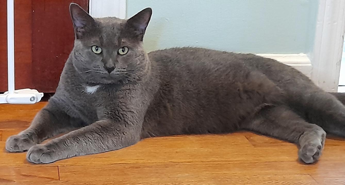 Prince, Adoptable, Adult Male Domestic Short Hair.