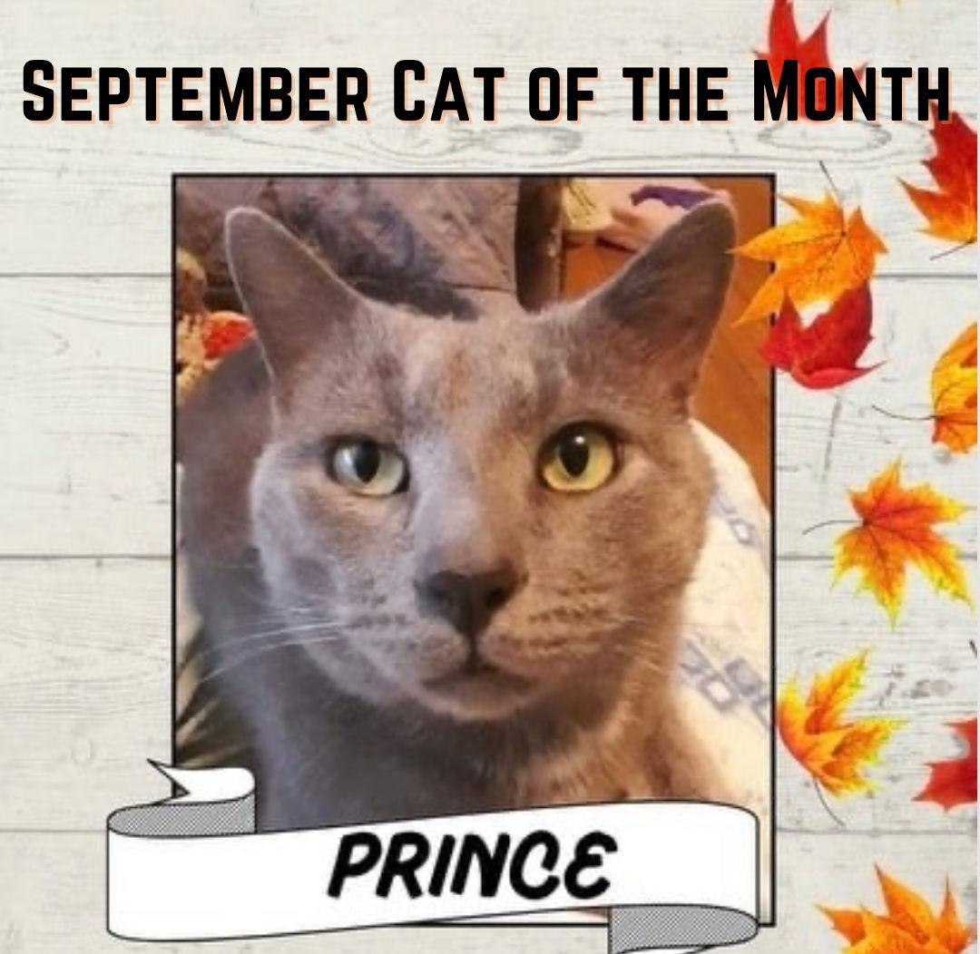 Enlarge Prince, a Adoptable Domestic Short Hair in Rockaway, NJ image 2/3