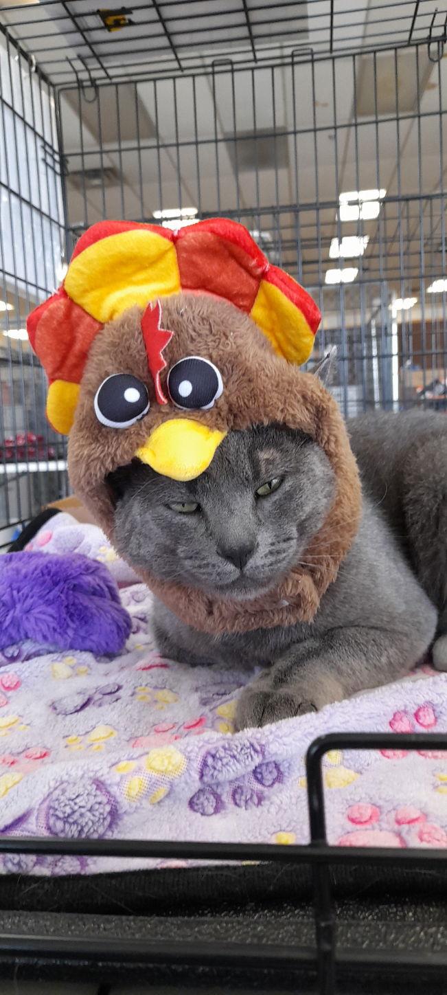 Enlarge Prince, a Adoptable Domestic Short Hair in Rockaway, NJ image 3/3